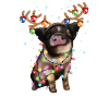 Christmas Piggie - Cute Piggy Xmas Holiday Pig