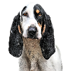 chien Ariégeois