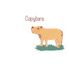 Capybara