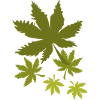 autumn leaves