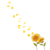 Sunshine Flower Blossom Sunflower