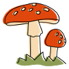 Fly agaric Mushrooms Mushroom