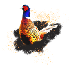 wunderschöner Fasan im Prachtkleid Pheasant