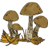 Pilze