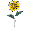 One line sunflower