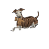 Galgo Espanol Papa