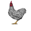 Amrock Chicken