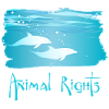 Animal Rights Dolphin Dolphins