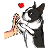 Boston Terrier Dogs Dear Mistress