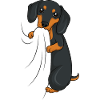 Dackel