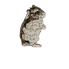 Dzungarian dwarf hamster
