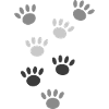 Dog paws