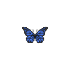 Blue Butterfly Heartbeat