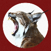 Lynx Sauvage Liberté