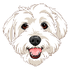Dog picture Havanese / Maltese