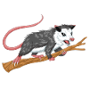 adopt a cat