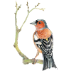 Buchfink