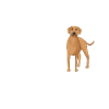 Rhodesian Ridgeback Glücklich Rhodesian Ridgeback