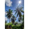 Summer Palm Beach Holiday