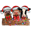 Cows Christmas