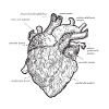 Medicina Anatomica del Cuore