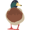 Ente Illustration