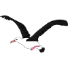 Albatross