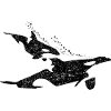 Orca Wal mit Orca-Baby