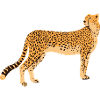 Gepard