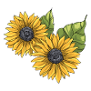 Sonnenblume Sonnenblumen