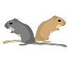 Rennmaus-Flüsterin