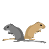 Rennmäuse sind wie Kartoffelchips