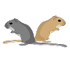 Rennmaus-Flüsterer