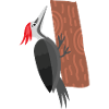 Woodpecker