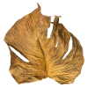 Monstera leaf dried