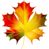 beautifully glowing autumn maple leaf