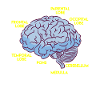 Anatomy of a brain