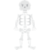Skeleton