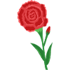 Carnation
