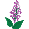 Lilac