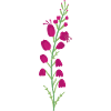 Bruyère