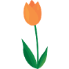 Tulipe