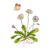 Daisies with aurora butterfly