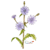 Chicory