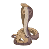 Cobra Snake
