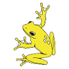 Tropical Yellow Frog