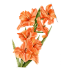 Fleurs