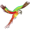 Parrot vs. Papa- Guy