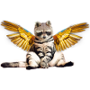 Raccoon Cat