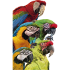 Macaws